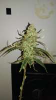 Ministry of Cannabis Ultra White Amnesia - foto de MrGardener