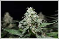 Moscaseeds Cinderella 99 BX-1 - foto de admin