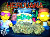 Imagen de Justin108 (Herijuana)