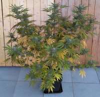 Mr. Natural Seeds Cannanball OG - foto de Niobium