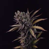 Imagen de MrFloppy (Chocolate Haze)