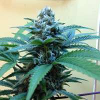 Imagen de DOSMILUNO (Chocolate Haze)