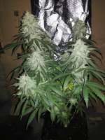 Mr. Natural Seeds Pure Amnesia - foto de LocDog