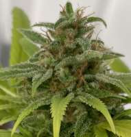 Mr Nice Seedbank NL5 x Haze - foto de Emeraldo