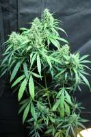 Imagen de sunni (Super Silver Haze)