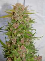 MzJill Genetics Plush Berry - foto de Kirschkern