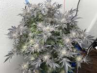 Natural Genetics Seeds Double Do-Si-Dos - foto de pdxgrow