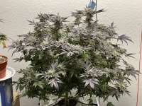 Natural Genetics Seeds Double Do-Si-Dos - foto de pdxgrow