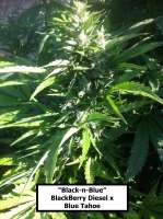 New420Guy Seeds Black n Blue - foto de MadCat