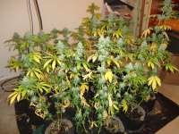 New420Guy Seeds Blackberry Diesel - foto de New420Guy