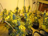 Imagen de New420Guy (Blackberry Diesel)