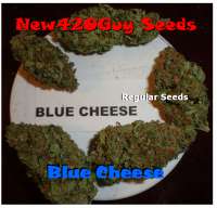 New420Guy Seeds Blue Cheese - foto de New420Guy