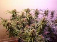 New420Guy Seeds Blue Haze Auto - foto de new420guy