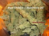 New420Guy Seeds Blue Tahoe Cheese - foto de New420Guy