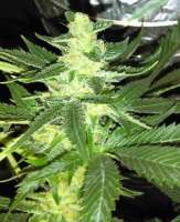 New420Guy Seeds Blueberry Cookies - foto de New420Guy