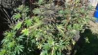 New420Guy Seeds Blueberry Rox - foto de New420Guy