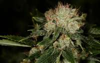 New420Guy Seeds Bruce Banner 3 - foto de new420guy