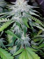 New420Guy Seeds Bubba-Gum Kush - foto de new420guy