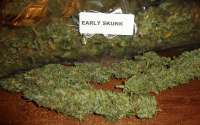 New420Guy Seeds Early Skunk - foto de New420Guy