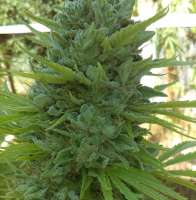 New420Guy Seeds Fire Glue - foto de new420guy