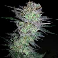 New420Guy Seeds Girl Scout Cookies - foto de new420guy