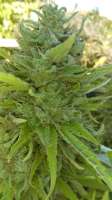 New420Guy Seeds Glue Cookies - foto de new420guy