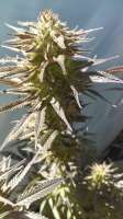 New420Guy Seeds Granddad's Lavender - foto de new420guy