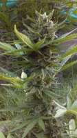 New420Guy Seeds La Fruta x Lowryder 2 - foto de new420guy