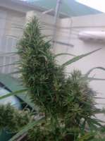 New420Guy Seeds Lemon Skunk - foto de New420Guy