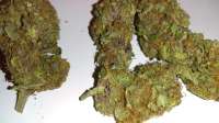 New420Guy Seeds Midnight Cheese - foto de New420Guy