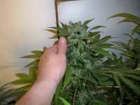 New420Guy Seeds New Grape 48 - foto de Mike1982