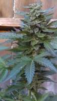 New420Guy Seeds Pauls Bubblegum Surprise - foto de New420Guy