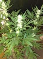 New420Guy Seeds Platinum Cookies - foto de New420Guy