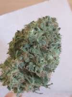 New420Guy Seeds Playboy OG Kush - foto de 46nkid