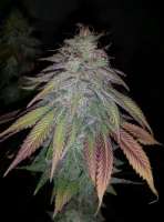 Imagen de new420guy (Purple Berry Playboy)