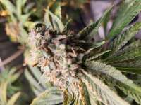 New420Guy Seeds Purple Citrus Mistress - foto de Zarkbbs