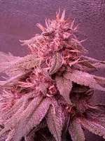 New420Guy Seeds Rusty Glue - foto de new420guy