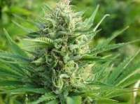 New420Guy Seeds Skywalker Kush - foto de New420Guy