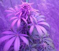 New420Guy Seeds Sour 60 - foto de Knutty