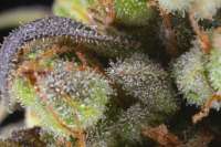 New420Guy Seeds Wilma Kush - foto de Mortadelo