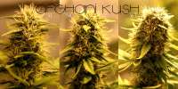 Next Generation Seed Company Afghani Kush - foto de admin