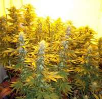 Imagen de GreenphoeniX (AK-48)