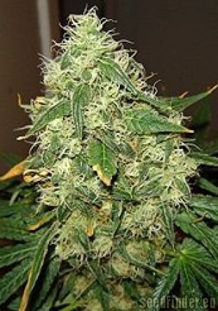 Nirvana Seeds Blue Mystic