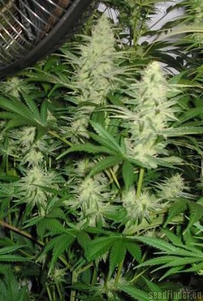 Nirvana Seeds Blue Mystic