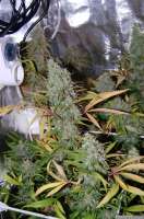 Nirvana Seeds Hollands Hope - foto de Chilla