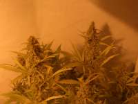 Nirvana Seeds Ice - foto de Roadkill420