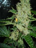 Nirvana Seeds Northern Light - foto de rumo1