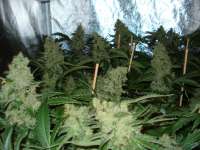 Nirvana Seeds Northern Light - foto de rumo1