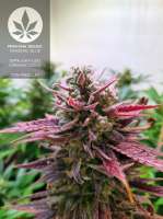 Nirvana Seeds Original Glue - foto de pineappleltd