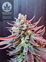 Nirvana Seeds Original Glue - foto de pineappleltd